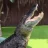thegator87